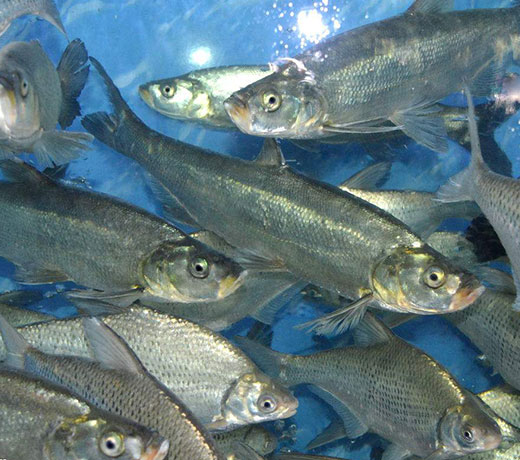 湖北胖头鱼厂家 湖北胖头鱼厂家